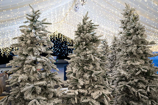 Hestercombe Christmas ice rink with stunning snow covered Christmas trees supplied by Crescent Moon in the foreground - detail of three tree tops