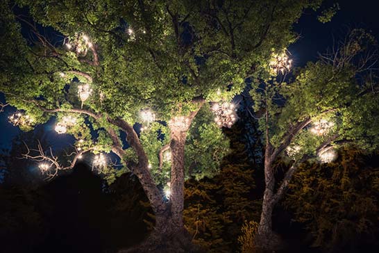 Outdoor chandeliers in trees